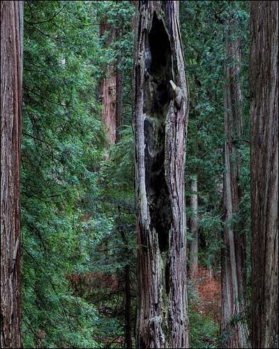 Big Coast Redwood in Forest called Endor